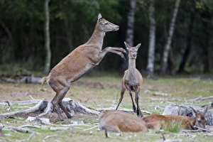 Hinds Prints: Red Deer (Cervus elaphus) hind kicking calf
