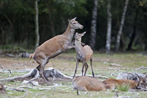 Red Deer (Cervus elaphus) hind kicking calf, during rutting season, Minsmere RSPB Reserve, Suffolk, England, october