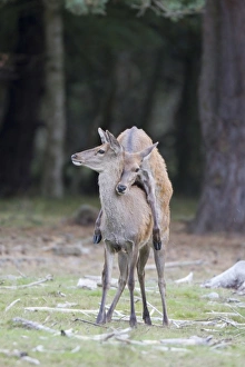 Hinds Prints: Red Deer (Cervus elaphus) hind mounting another hind