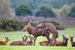 Hinds Prints: Red Deer (Cervus elaphus) hind mounting stag