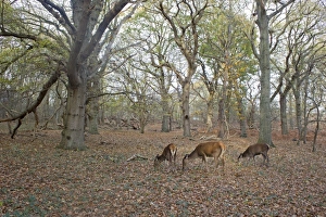 Hinds Prints: Red Deer (Cervus elaphus) hind and two yearling calves
