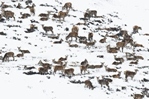 Red Deer (Cervus elaphus) hinds, juveniles and calves, herd resting on snow covered mountainside during snowfall