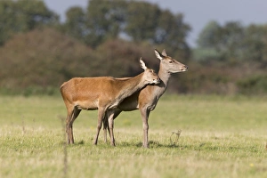 Interacting Prints: Red Deer (Cervus elaphus) two hinds