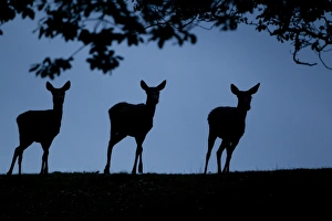 Hinds Prints: Red Deer (Cervus elaphus) three hinds