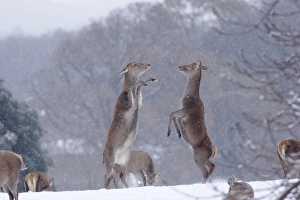 Aggression Prints: Red Deer (Cervus elaphus) two hinds