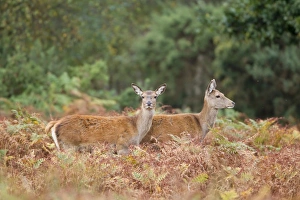 Red Deer (Cervus elaphus) two hinds, standing amongst bracken, Minsmere RSPB Reserve, Suffolk, England, October