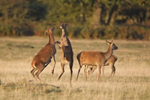 Red Deer (Cervus elaphus) hinds, boxing, standing on rear legs on grass in field, Minsmere RSPB Reserve, Suffolk