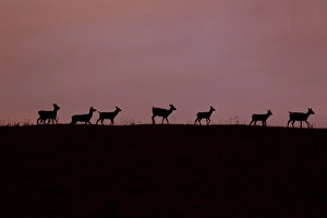 Hinds Prints: Red Deer (Cervus elaphus) hinds and calves