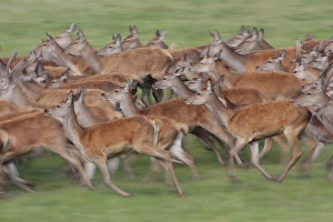 Red Deer (Cervus elaphus) hinds and immature stags, herd running, blurred movement, Studley Royal Deer Park, Studley Roger, North Yorkshire, England, september