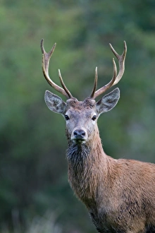Ruts Prints: Red Deer (Cervus elaphus) immature stag