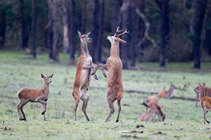 Hinds Prints: Red Deer (Cervus elaphus) immature stag and hind with calf