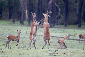 Red Deer (Cervus elaphus) immature stag and hind with calf, boxing behaviour, during rutting season, Minsmere RSPB Reserve, Suffolk, England, october