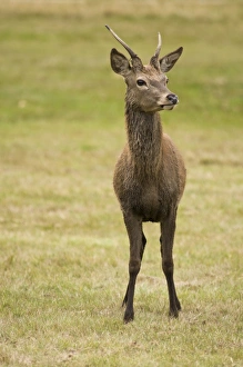 Pricket Prints: Red Deer (Cervus elaphus) juvenile stag