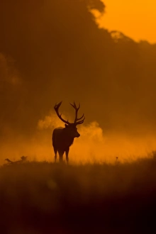 Red Deer (Cervus elaphus) mature stag, with breath condensing in cold air