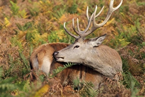 Red Deer (Cervus elaphus) mature stag, tending antler wound caused by fighting during rutting season