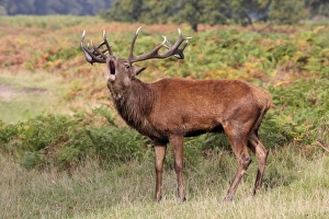 Red Deer (Cervus elaphus) mature stag, roaring during rutting season, Bushy Park, Richmond upon Thames, London