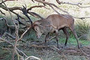 Red Deer (Cervus elaphus) mature stag, thrashing branches with antlers, strengthening neck muscles during rutting