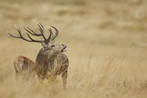 Red Deer (Cervus elaphus) mature stag, in flehmen, scenting nearby hind during rutting season, Bradgate Park