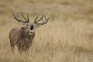 Red Deer (Cervus elaphus) mature stag, roaring during rutting season, Bradgate Park, Leicestershire, England, October