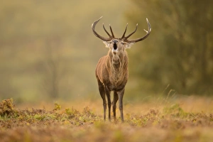 Red Deer (Cervus elaphus) mature stag, roaring, during rutting season, Bradgate Park, Leicestershire, England, October