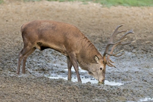 Red Deer (Cervus elaphus) mature stag, drinking, standing in wallow during rutting season, Minsmere RSPB Reserve