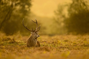 Red Deer (Cervus elaphus) mature stag, resting on ground at dusk, during rutting season, Bradgate Park, Leicestershire