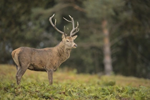 Red Deer (Cervus elaphus) mature stag, standing in bracken at edge of woodland, during rutting season, Bradgate Park