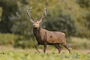 Red Deer (Cervus elaphus) mature stag, walking, during rutting season, Bradgate Park, Leicestershire, England, October