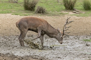 Red Deer (Cervus elaphus) mature stag, kicking mud in wallow, during rutting season, Minsmere RSPB Reserve, Suffolk