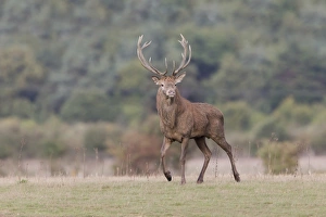 Red Deer (Cervus elaphus) mature stag, walking on grass at woodland edge, during rutting season, Minsmere RSPB Reserve