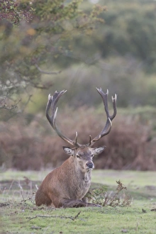 Red Deer (Cervus elaphus) mature stag, resting at woodland edge, during rutting season, Minsmere RSPB Reserve, Suffolk