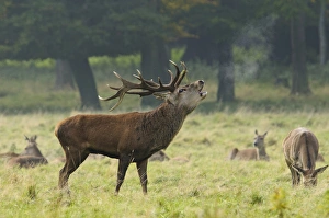 Red Deer (Cervus elaphus) mature stag, roaring, with hinds resting in background, during rutting season red deer cervus elaphus mature stag