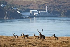 Estates Prints: Red Deer (Cervus elaphus) mature stag with group of hinds, during rutting season