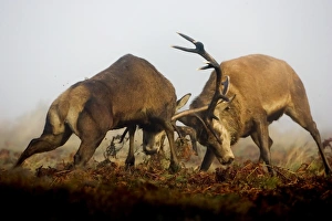 Aggression Prints: Red Deer (Cervus elaphus) two mature stags