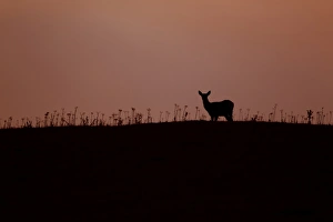 Red Deer (Cervus elaphus) four month old calf, silhouetted st sunset, Minsmere RSPB Reserve, Suffolk, England, october