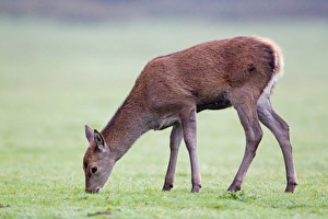 Red Deer (Cervus elaphus) four month old calf, grazing, Minsmere RSPB Reserve, Suffolk, England, october
