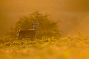 Pricket Prints: Red Deer (Cervus elaphus) Pricket immature stag