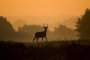 Red Deer (Cervus elaphus) pricket juvenile stag, listening to roaring stags
