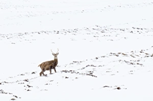 Red Deer (Cervus elaphus) stag, standing on snow covered mountainside during snowfall, Glen Clunie, Cairngorms N. P