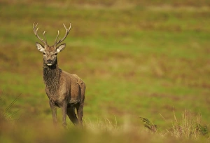 Red Deer (Cervus elaphus) stag, standing on grass, Leicestershire, England, October