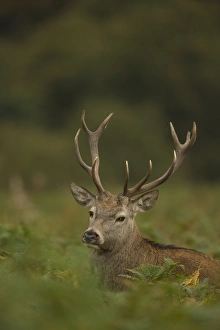 Red Deer (Cervus elaphus) stag, amongst bracken, during rutting season, Bradgate Park, Leicestershire, England, October