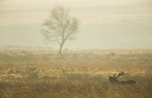 Red Deer (Cervus elaphus) stag, roaring, standing in moorland habitat at dawn, during rutting season, Derbyshire