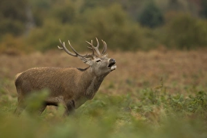 Red Deer (Cervus elaphus) stag, in flehmen, during rutting season, Bradgate Park, Leicestershire, England, October