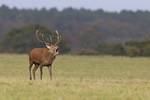 Roaring Prints: Red Deer (Cervus elaphus) stag