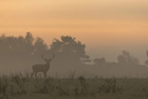 Sunrise Prints: Red Deer (Cervus elaphus) stag