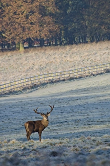 Nottingham Prints: Red Deer (Cervus elaphus) stag