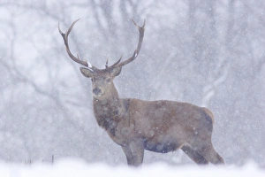 Christmas Prints: Red Deer (Cervus elaphus) stag