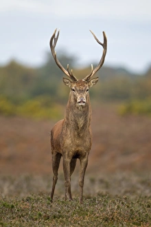 Red Deer (Cervus elaphus) stag, stretching after sleeping, standing on heathland during rutting season, Minsmere RSPB Reserve, Suffolk, England, october