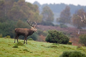 Red Deer (Cervus elaphus) stag, roaring, standing in coastal heathland habitat, during rutting season, Minsmere RSPB Reserve, Suffolk, England, october