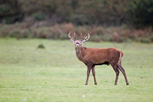 Red Deer (Cervus elaphus) stag, in flehmen response, during rutting season, Minsmere RSPB Reserve, Suffolk, England, october